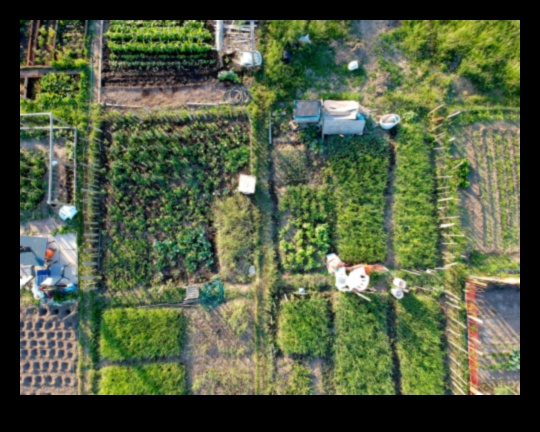 Kā izaudzēt savu pārtiku pilsētā Urban Green Revolution dārzkopības padomi 5 Pilsētas zaļā revolūcija: dārzkopības padomi pilsētai