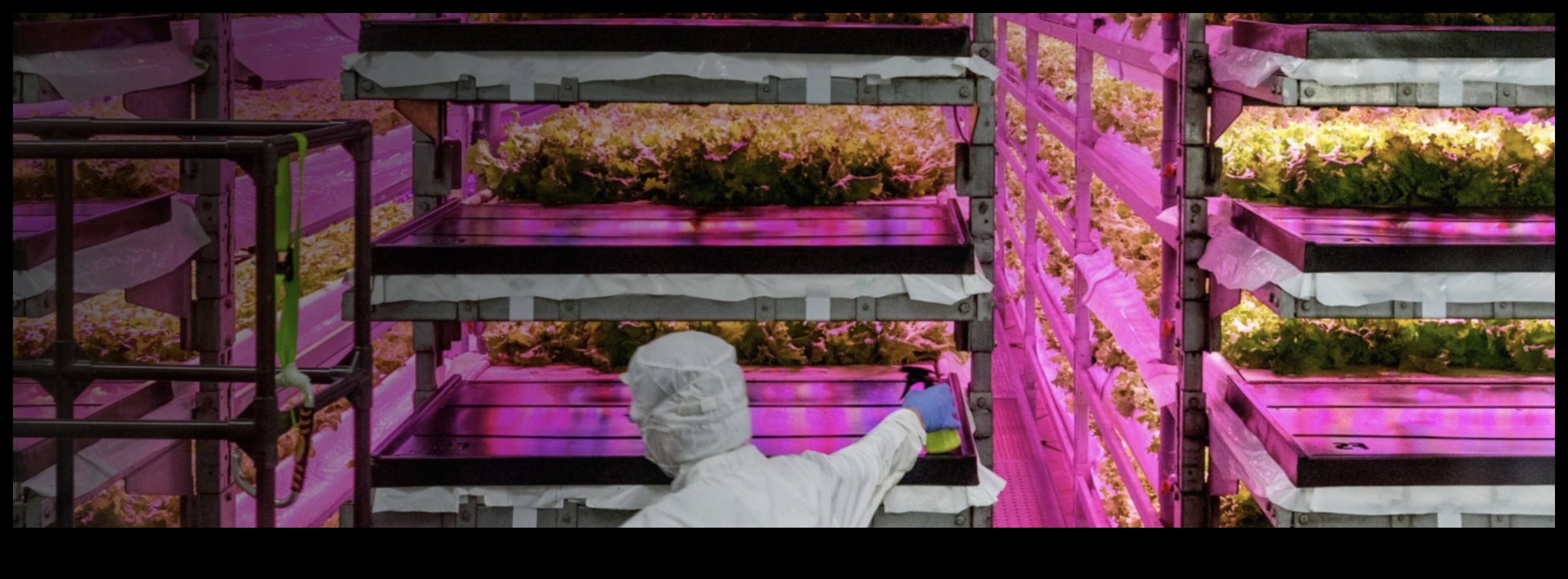 Pilsētas zaļumi audzē paši savu pārtiku betona džungļos 4 City Greens: pilsētas dārzkopības pamati iesācējiem