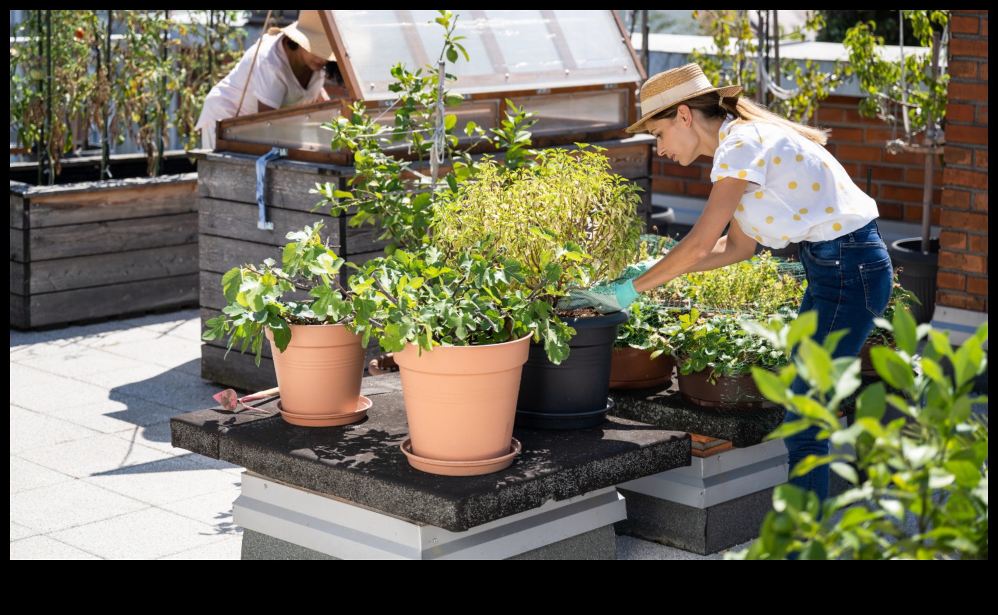 Pilsētas zaļumi audzē paši savu pārtiku betona džungļos 3 City Greens: pilsētas dārzkopības pamati iesācējiem