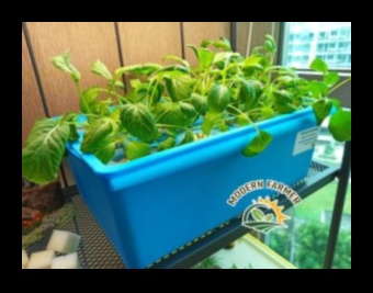 Kabatas izmēra paradīze: vienkāršota pilsētas dārzkopība