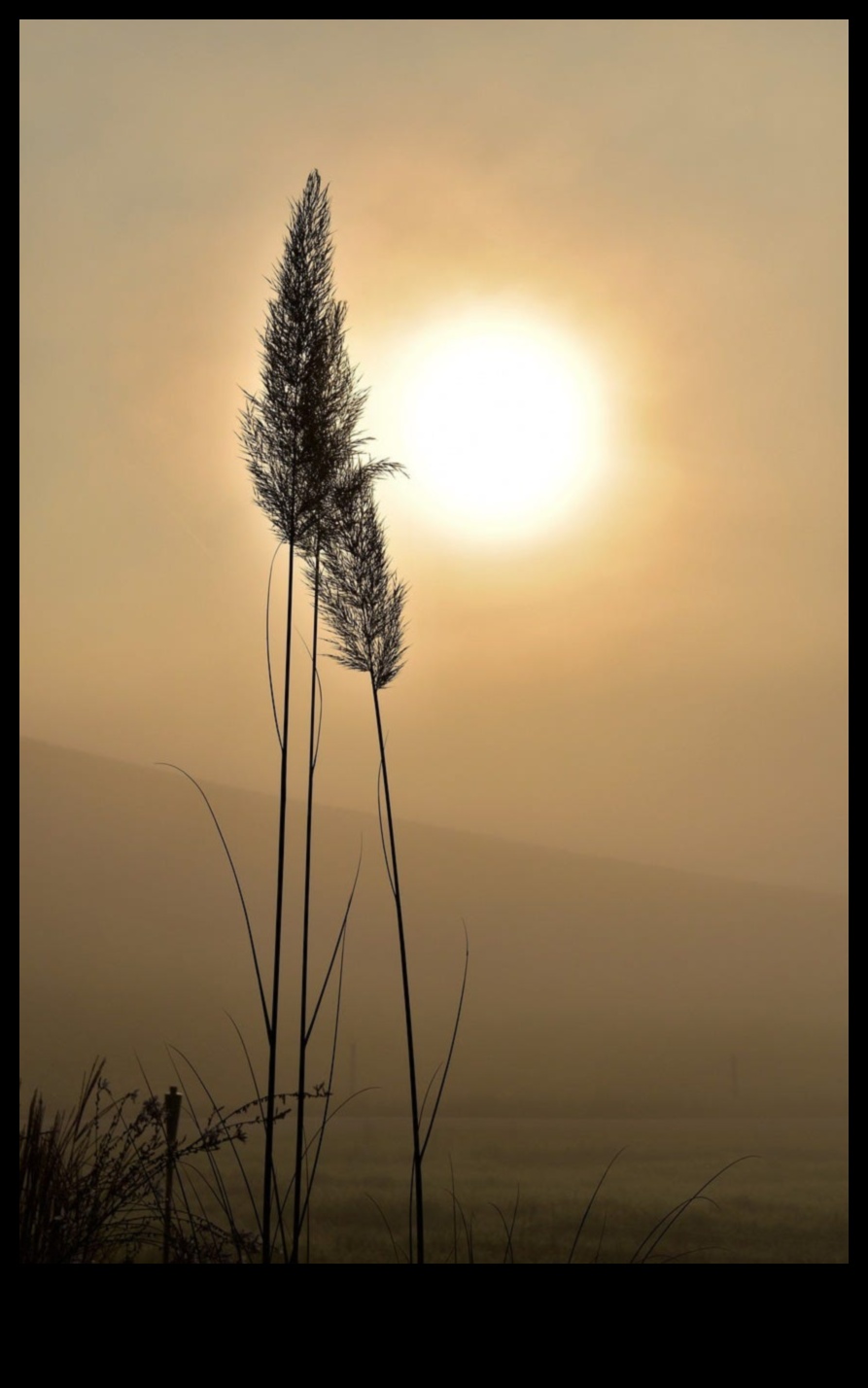 Saullēkta simfonija: izpētiet pilnvērtīgu brokastu mākslu