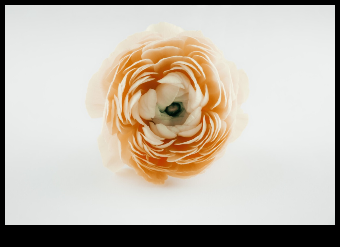 Klusums ziedēšanas laikā Ziedu kompozīcijas uz papīra 3 Klusums ziedā: ziedu kompozīcijas uz papīra