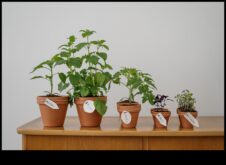 Eko-šikā dārza ilgtspējīgi DIY brīnumi gatavs