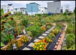 Iemācīties, kā izaudzēt savu pārtiku pilsētā Urban Green Revolution dārzkopības idejas