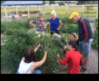 Ražas novākšanas dati Mācieties no meistariem dārza darbnīcās