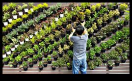 Vertikālā atkāpšanās Vertikāls ziedošu brīnumu zāliens visās dimensijās