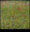 Wildflower Meadow Dabas drošs patvērums