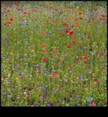Wildflower Meadow Dabas drošs patvērums